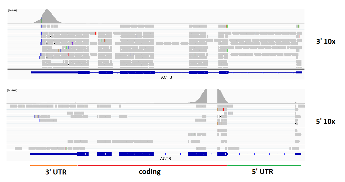 Typical read coverage in 3' and 5' 10x scRNA-seq experiments